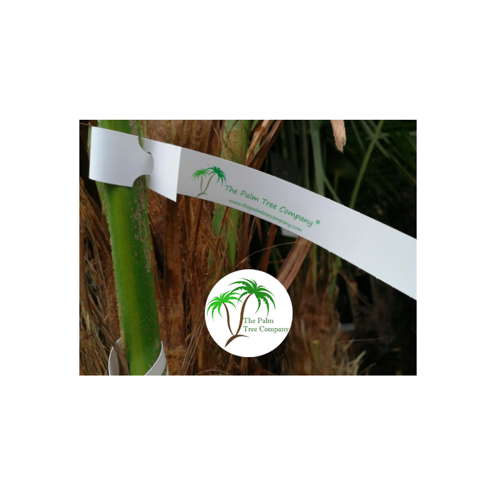 Tags for Plants Plastic Loop Lock 200mm (W) X...