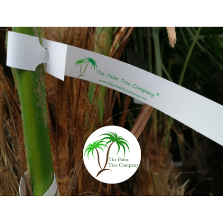 Tags for Plants Plastic Loop Lock 200mm (W) X 17mm (H)
