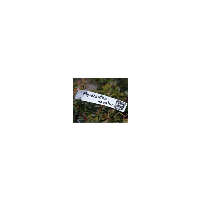 Tags for Plants Plastic Loop Lock 200mm (W) X...