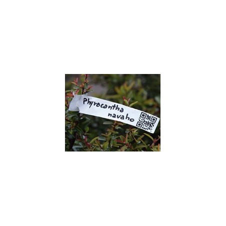 Tags for Plants Plastic Loop Lock 200mm (W) X 25mm (H)
