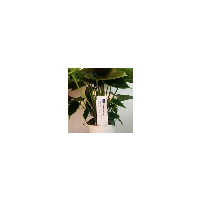 Tags for Plants Plastic Stick-In 100mm (W) X...