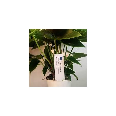 Tags for Plants Plastic Stick-In 100mm (W) X 17mm (H)