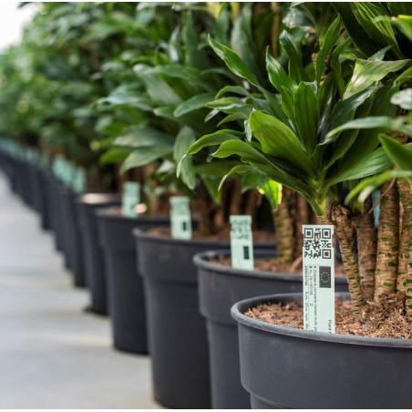 Tags for Plants Plastic Stick-In 100mm (W) X 17mm (H)