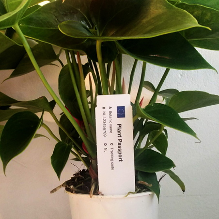 Tags for Plants Plastic Stick-In 100mm (W) X 17mm (H)