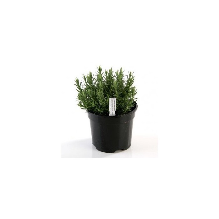 Tags for Plants Plastic Stick-In 100mm (W) X...