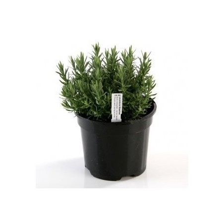 Tags for Plants Plastic Stick-In 100mm (W) X 17mm (H)